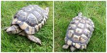 Rehomed... Spur Thighed : TGG Male and Female approx 14-15 years old (Bert & Ernie)